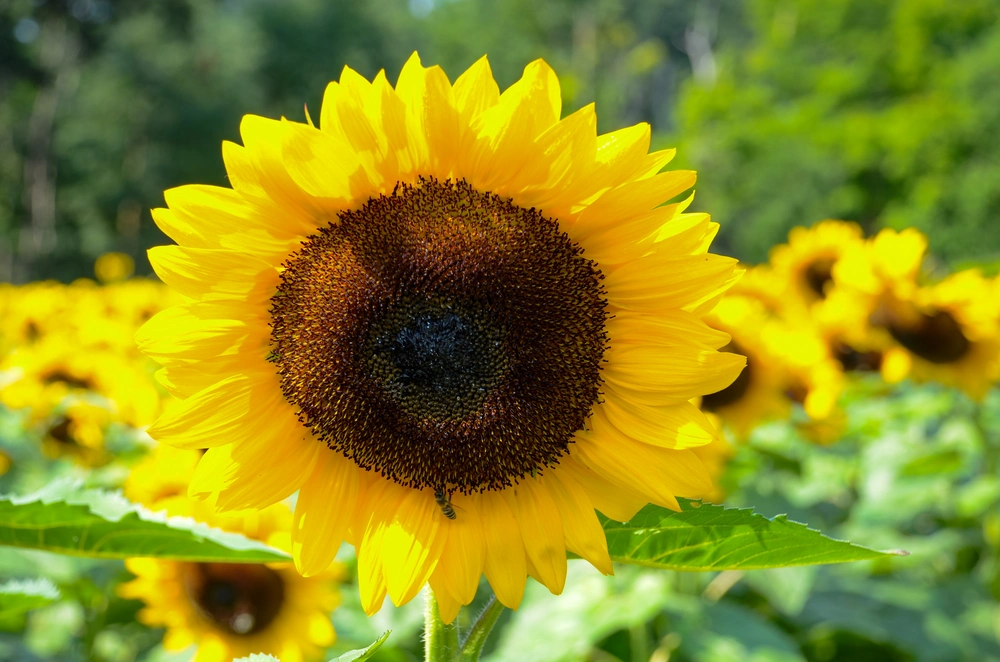 Sunflower in a field