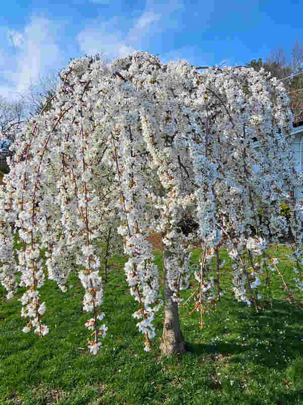 Flowering Tree