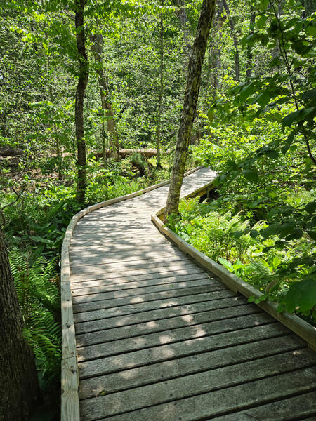Boardwalk path into the woods