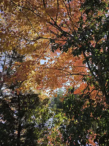 Autumn foliage with a glimpse of a river behind it